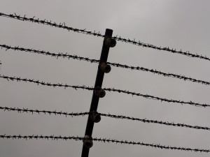 Vrijheid concentratiekamp Mauthausen